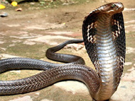 Snake Park At Parassinikkadavu
