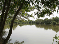 Mangroves